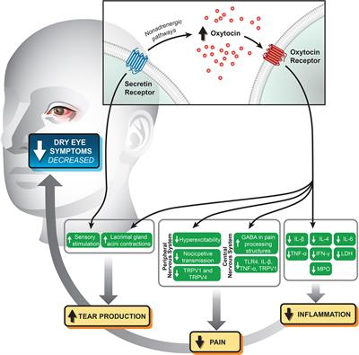 Oxytocin and secretin receptors – implications for dry eye syndrome and ocular pain